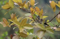 Quercus setulosa