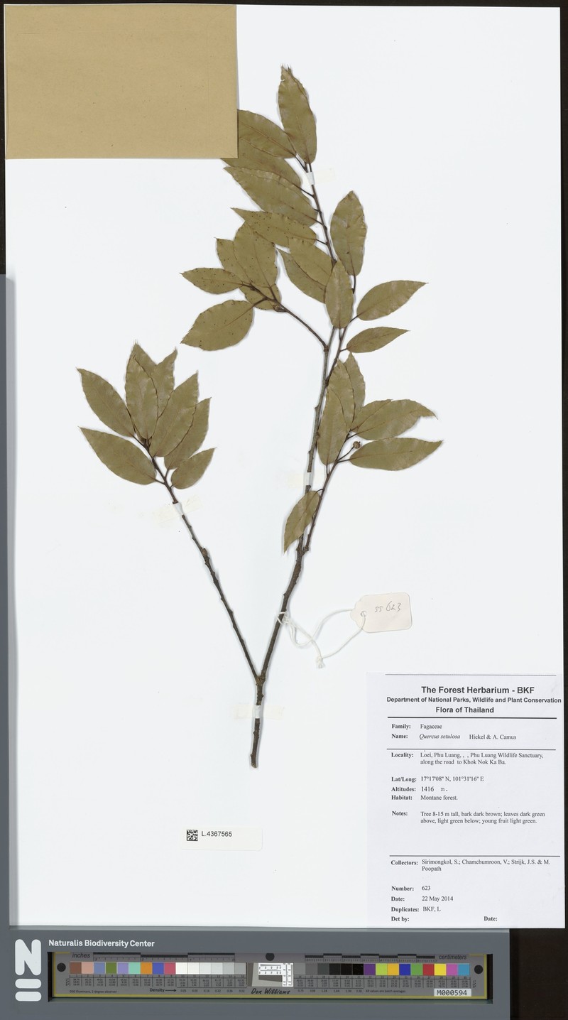 Quercus setulosa photo 3