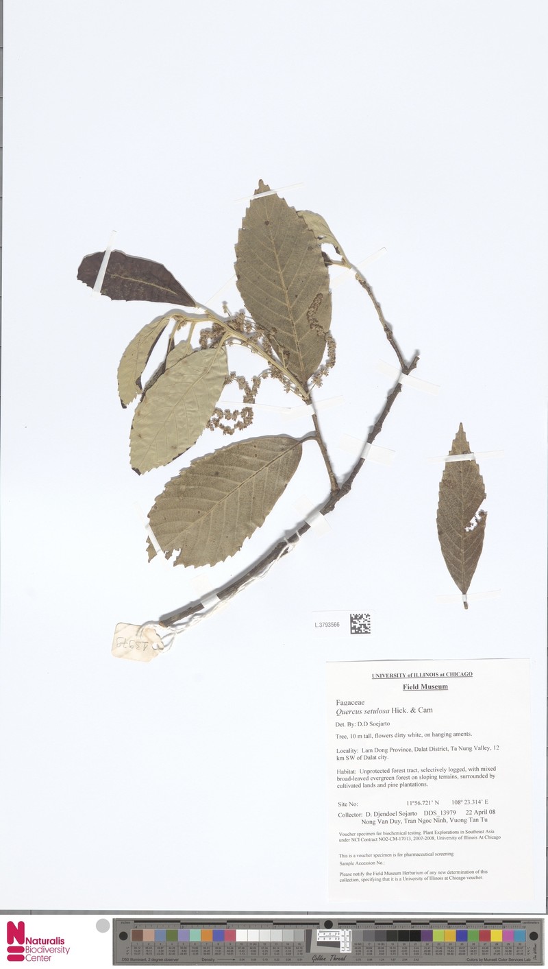 Quercus setulosa photo 4