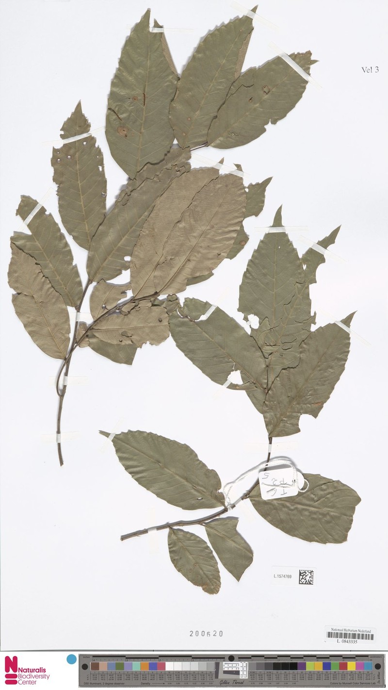 Quercus setulosa photo 5