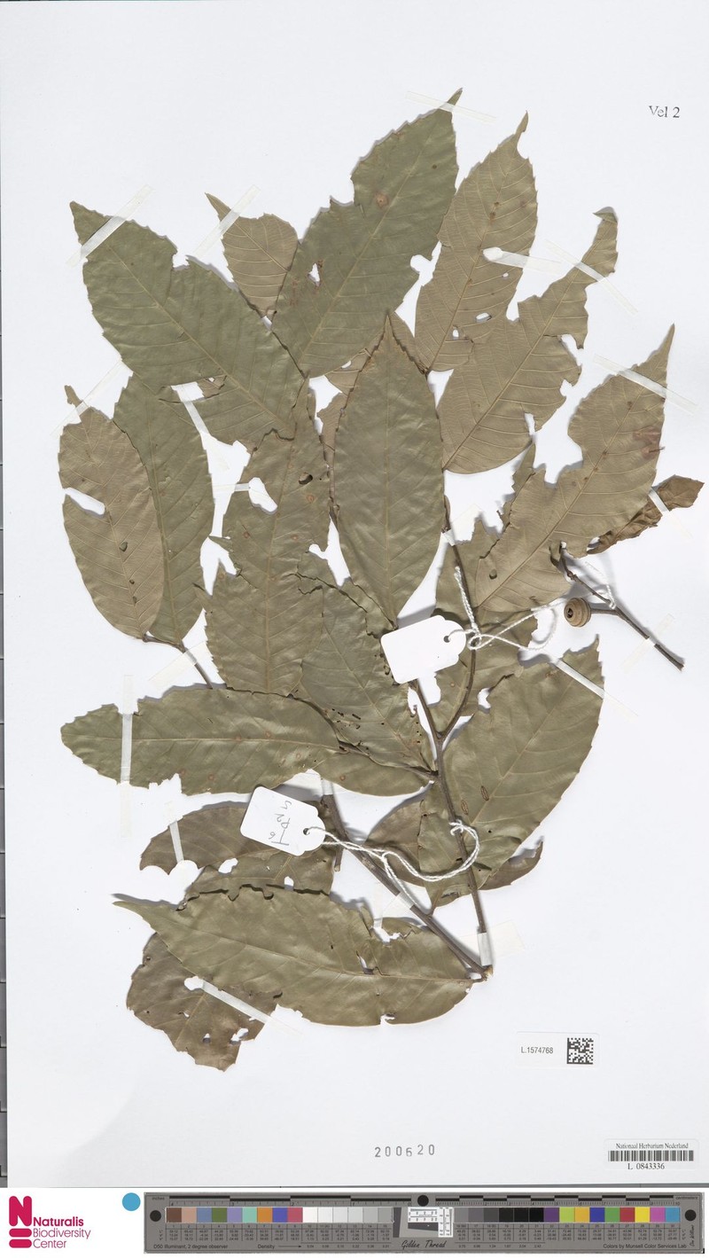 Quercus setulosa photo 6