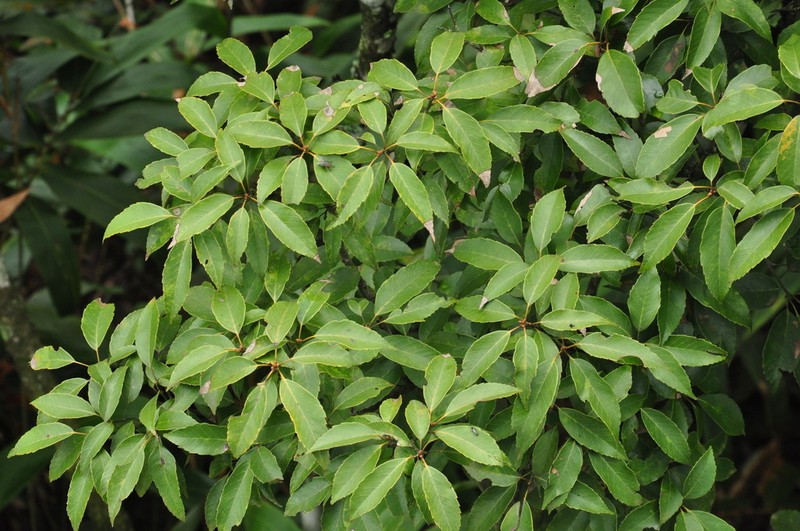 Quercus shennongii