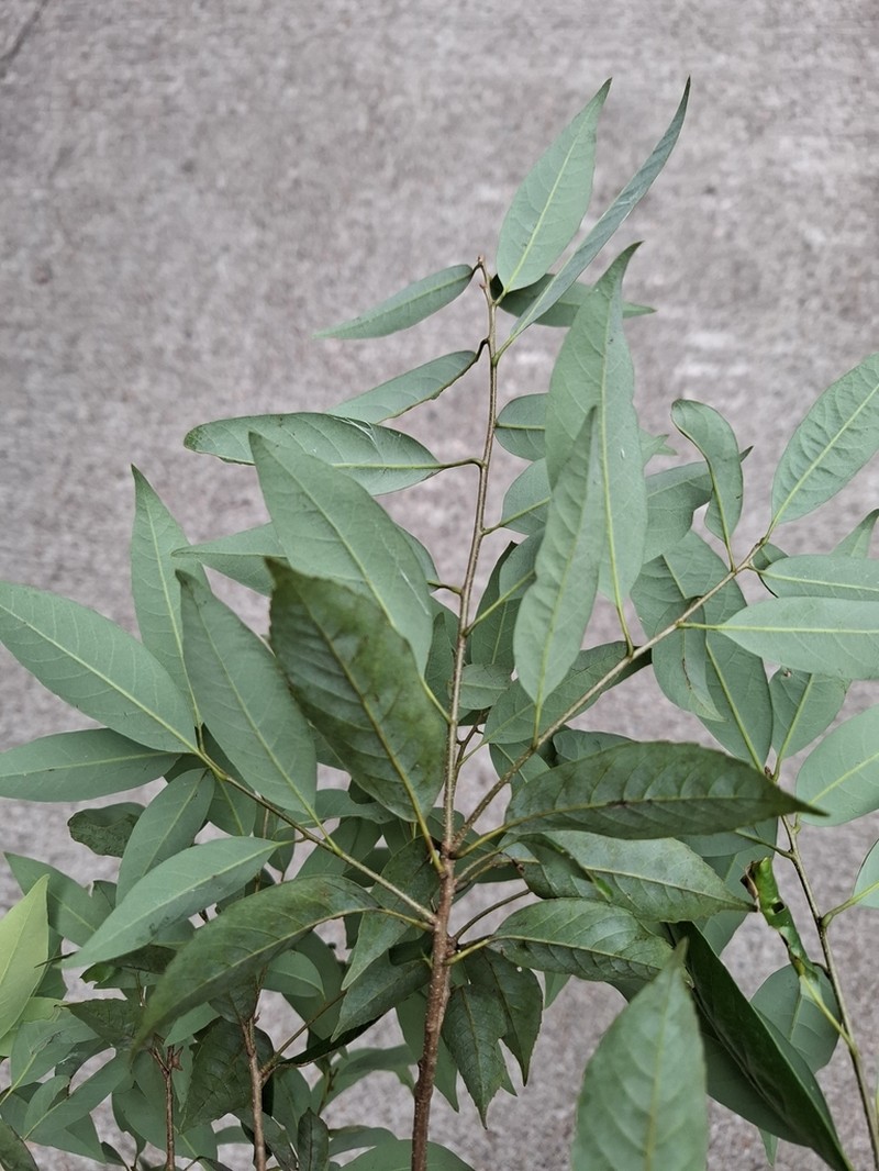 Quercus shennongii photo 2