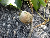 Shumard's Oak