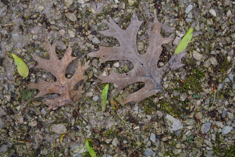 Shumard's Oak photo 2