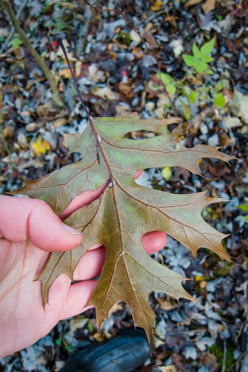 Shumard's Oak photo 3