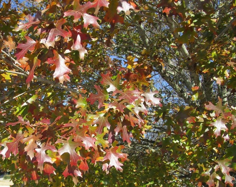 Shumard's Oak photo 4