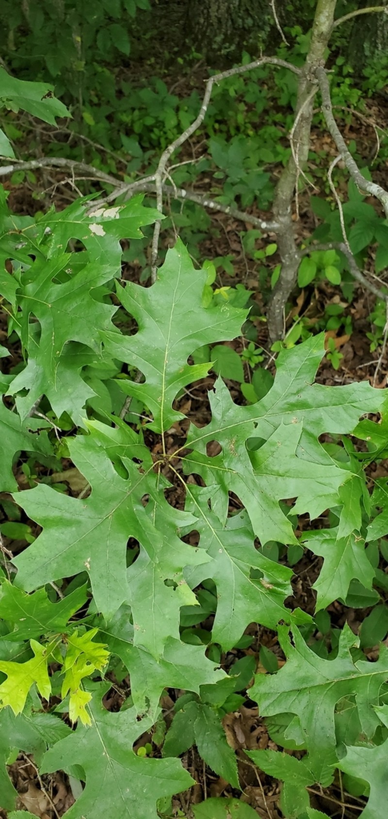 Shumard's Oak photo 5
