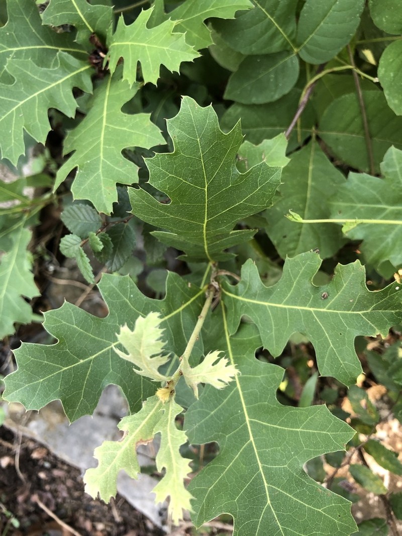 Shumard's Oak photo 6