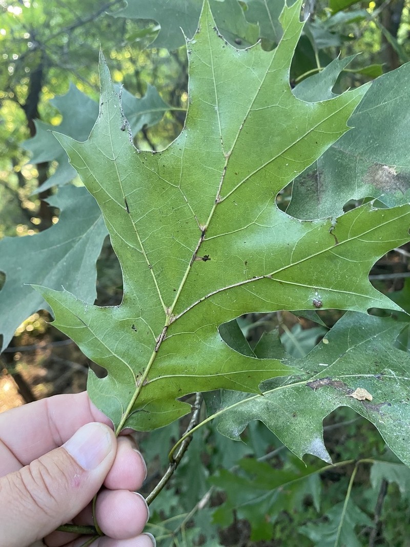 Shumard's Oak photo 7