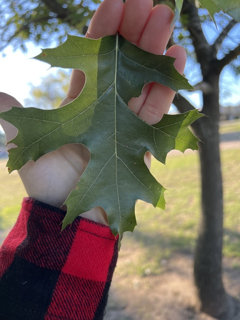 Shumard's Oak photo 8