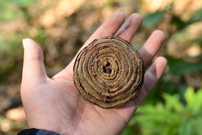 Quercus sichourensis photo 2
