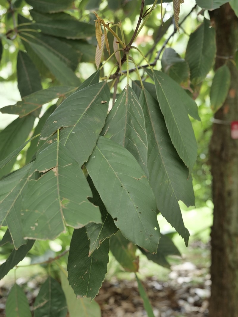 Quercus sichourensis photo 3