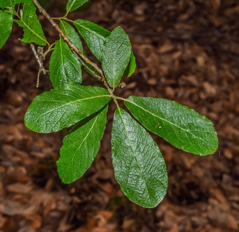 Quercus sideroxyla