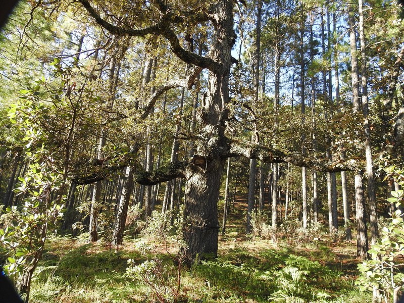 Quercus sideroxyla photo 2