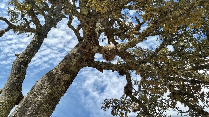 Quercus sideroxyla photo 3