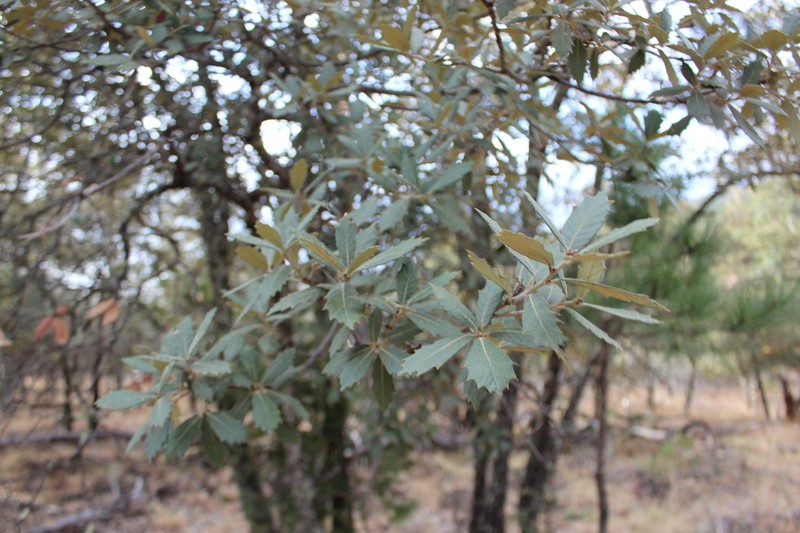 Quercus sideroxyla photo 4