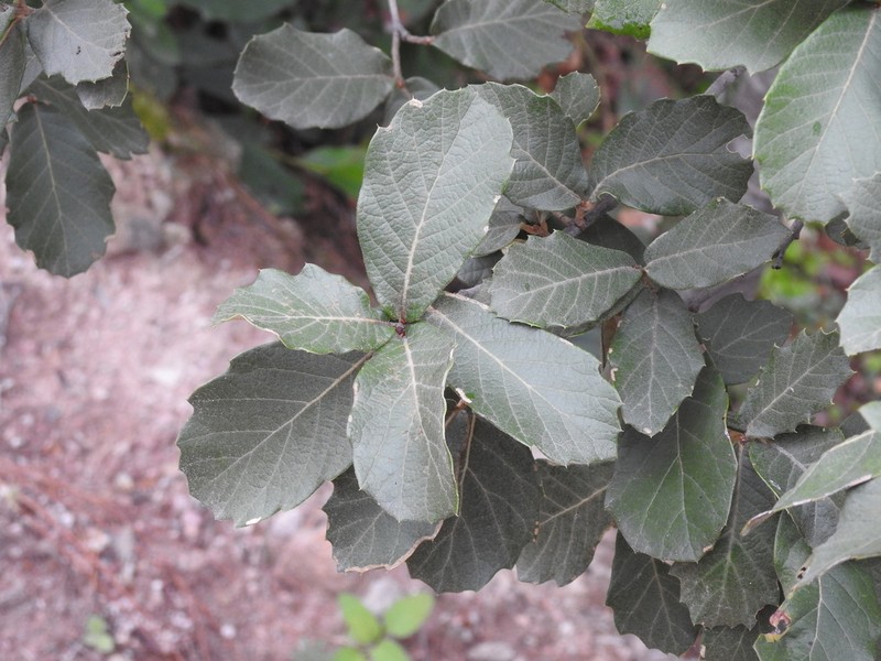 Quercus sideroxyla photo 5