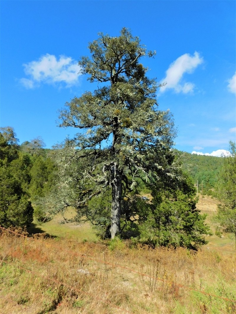 Quercus sideroxyla photo 6