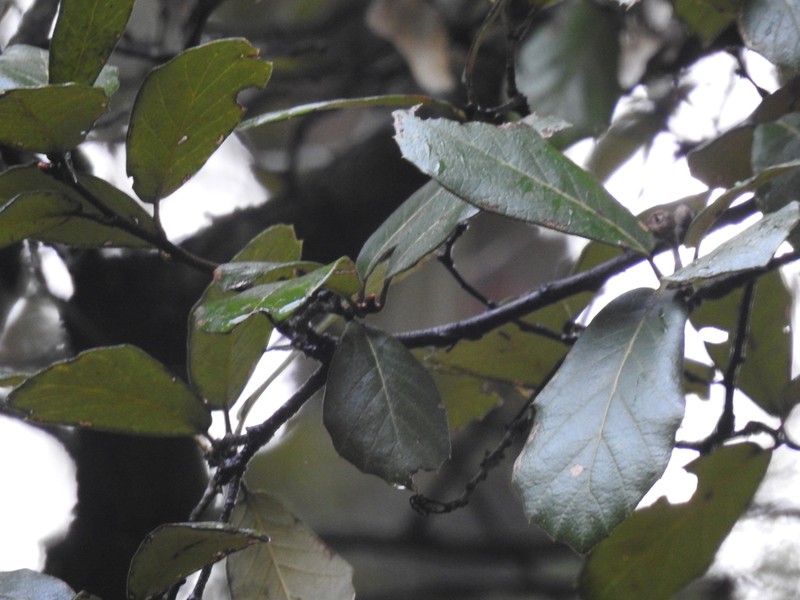 Quercus sideroxyla photo 7