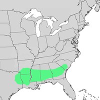 Bottomland Post Oak