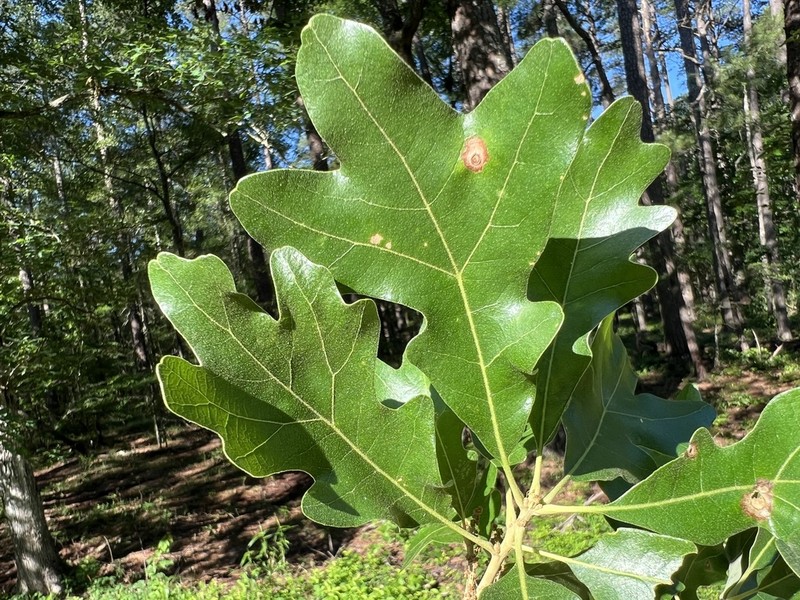 Bottomland Post Oak photo 2
