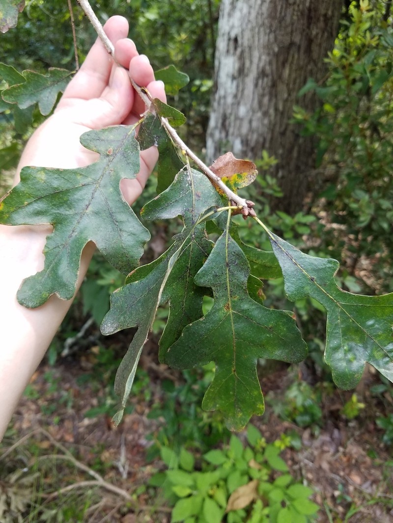 Bottomland Post Oak photo 3