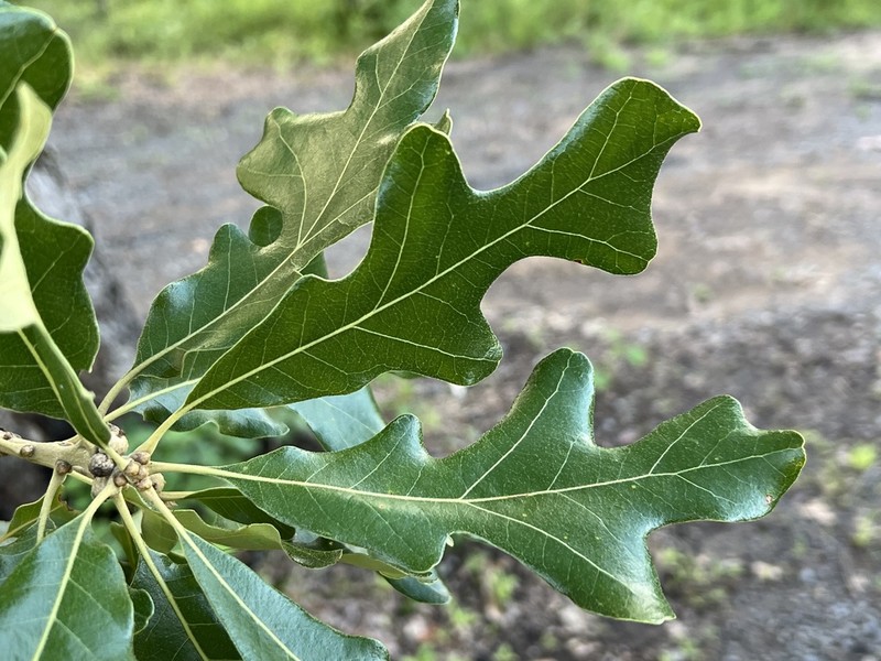 Bottomland Post Oak photo 4