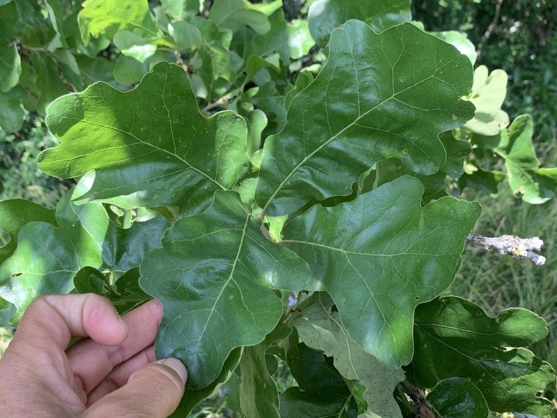 Bottomland Post Oak photo 5