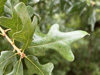 Bottomland Post Oak