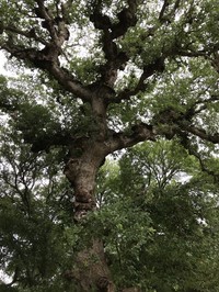 Bastard Oak