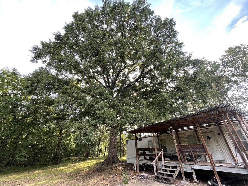 Bastard Oak photo 2