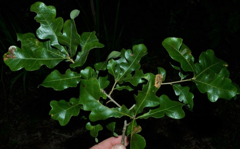 Bastard Oak photo 3