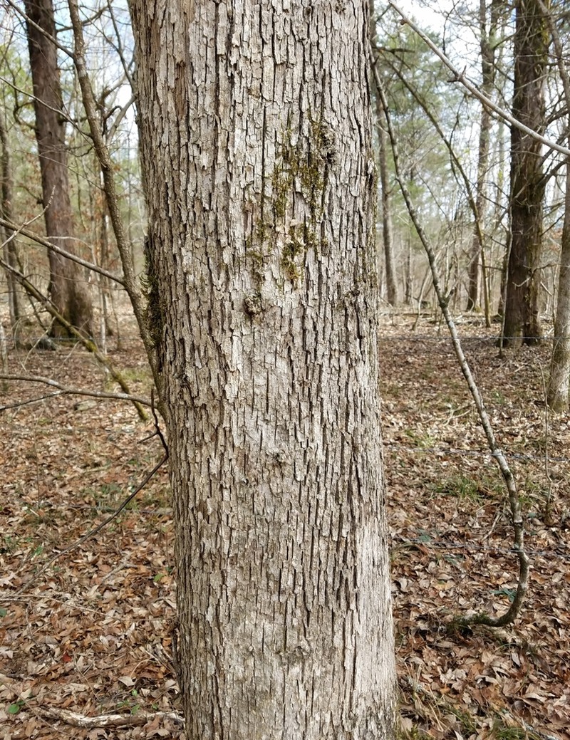 Bastard Oak photo 6