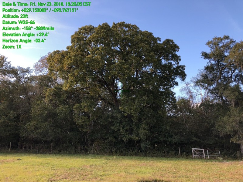Bastard Oak photo 7