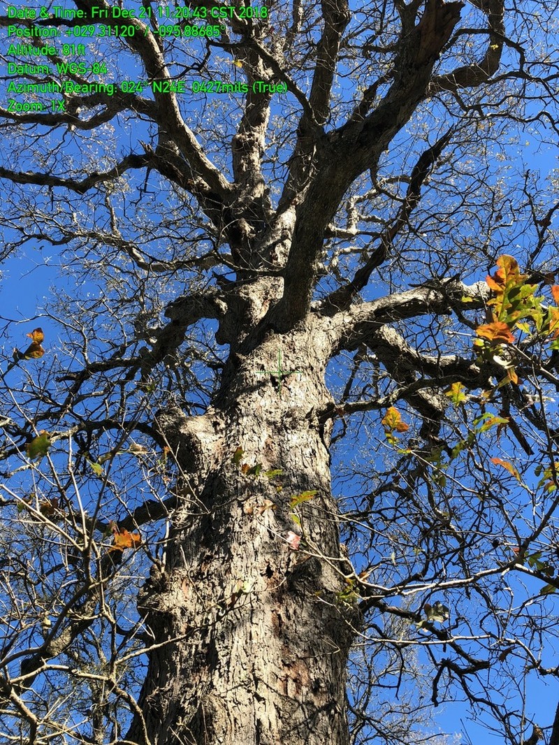 Bastard Oak photo 8