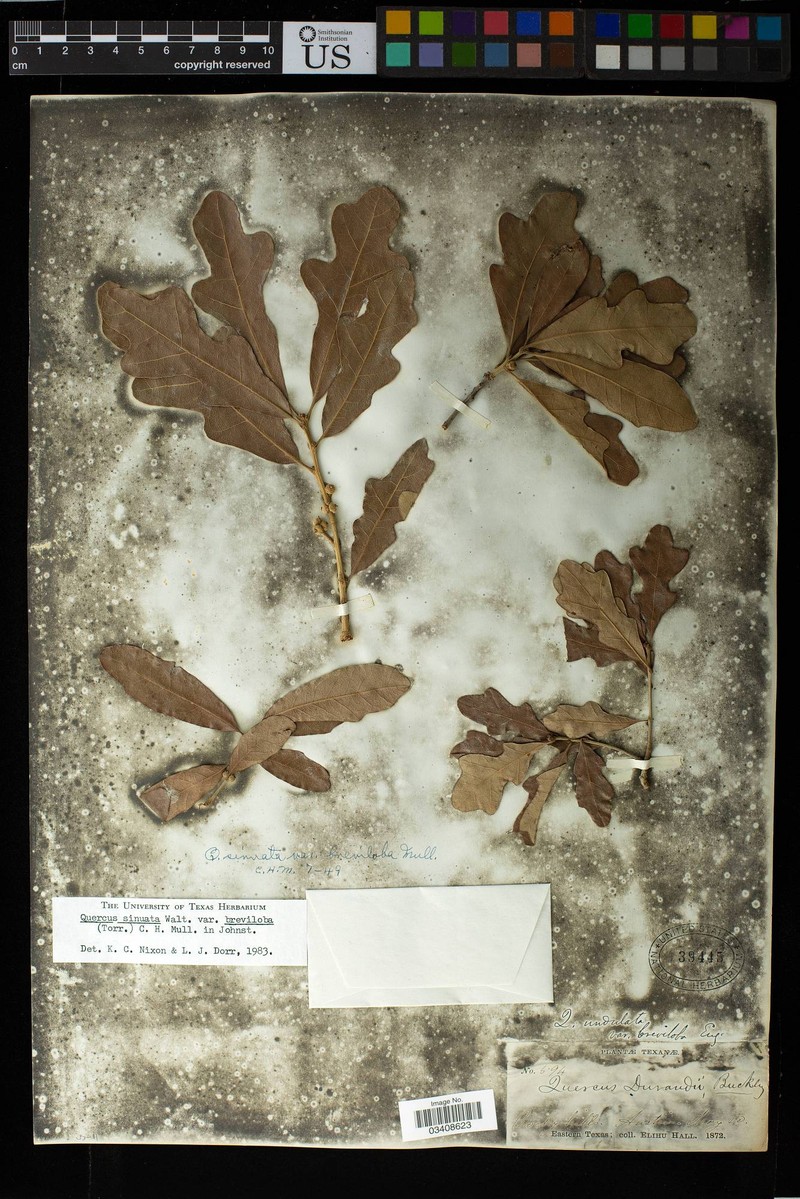 Quercus sinuata var. breviloba