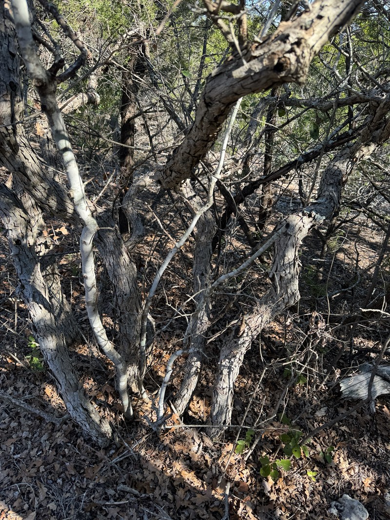 Quercus sinuata var. breviloba photo 2