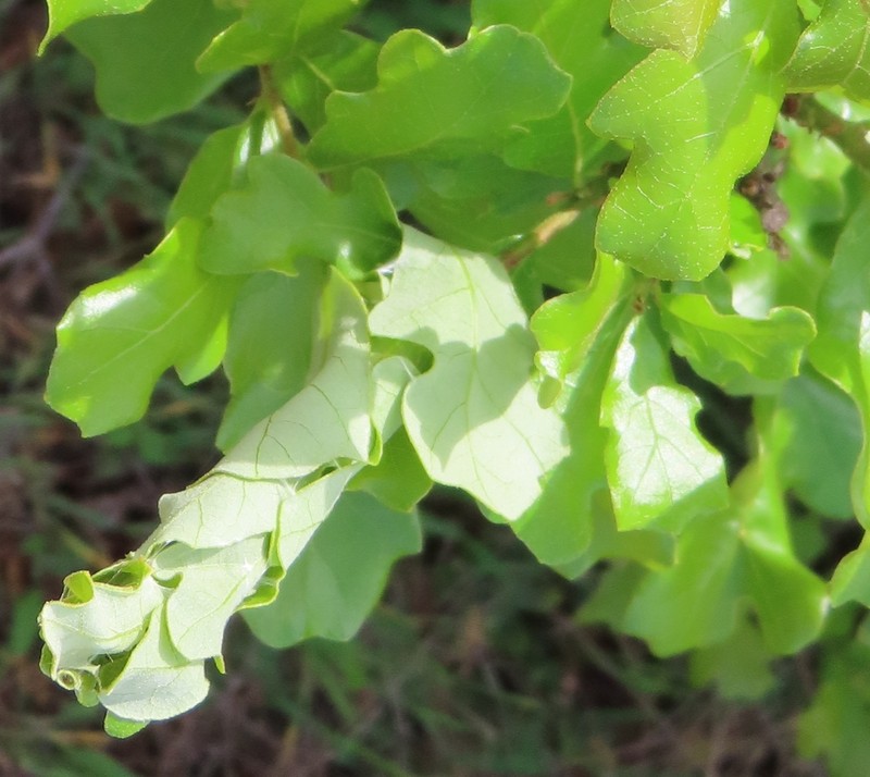 Quercus sinuata var. breviloba photo 3