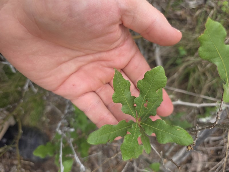 Quercus sinuata var. breviloba photo 4