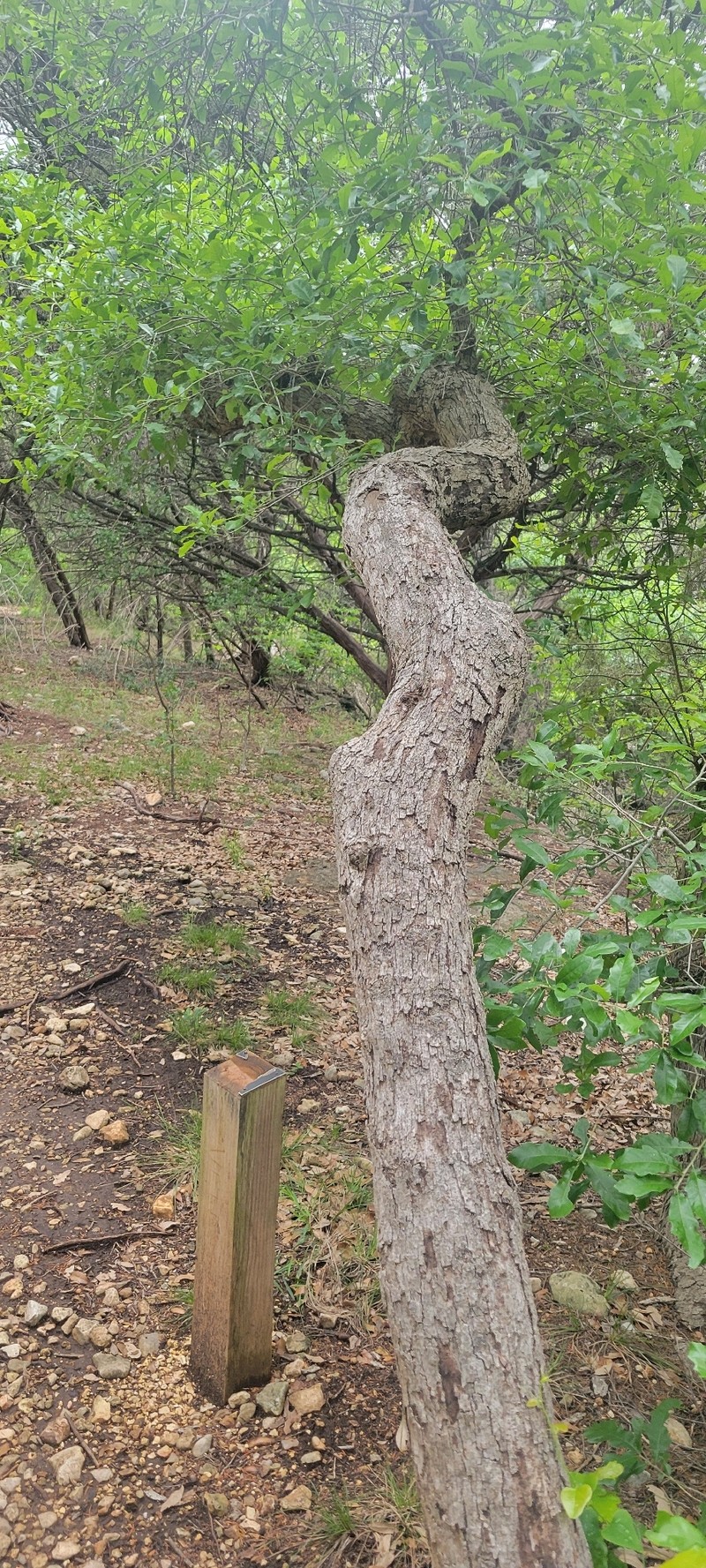 Quercus sinuata var. breviloba photo 5