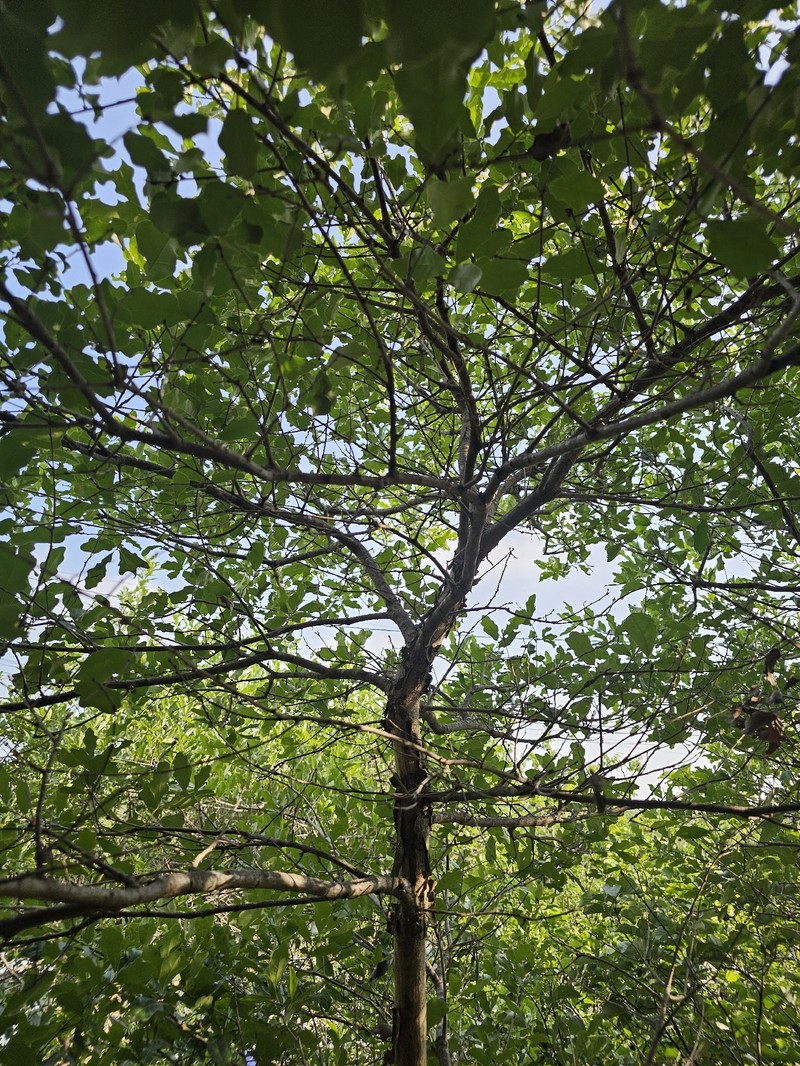 Quercus sinuata var. breviloba photo 6