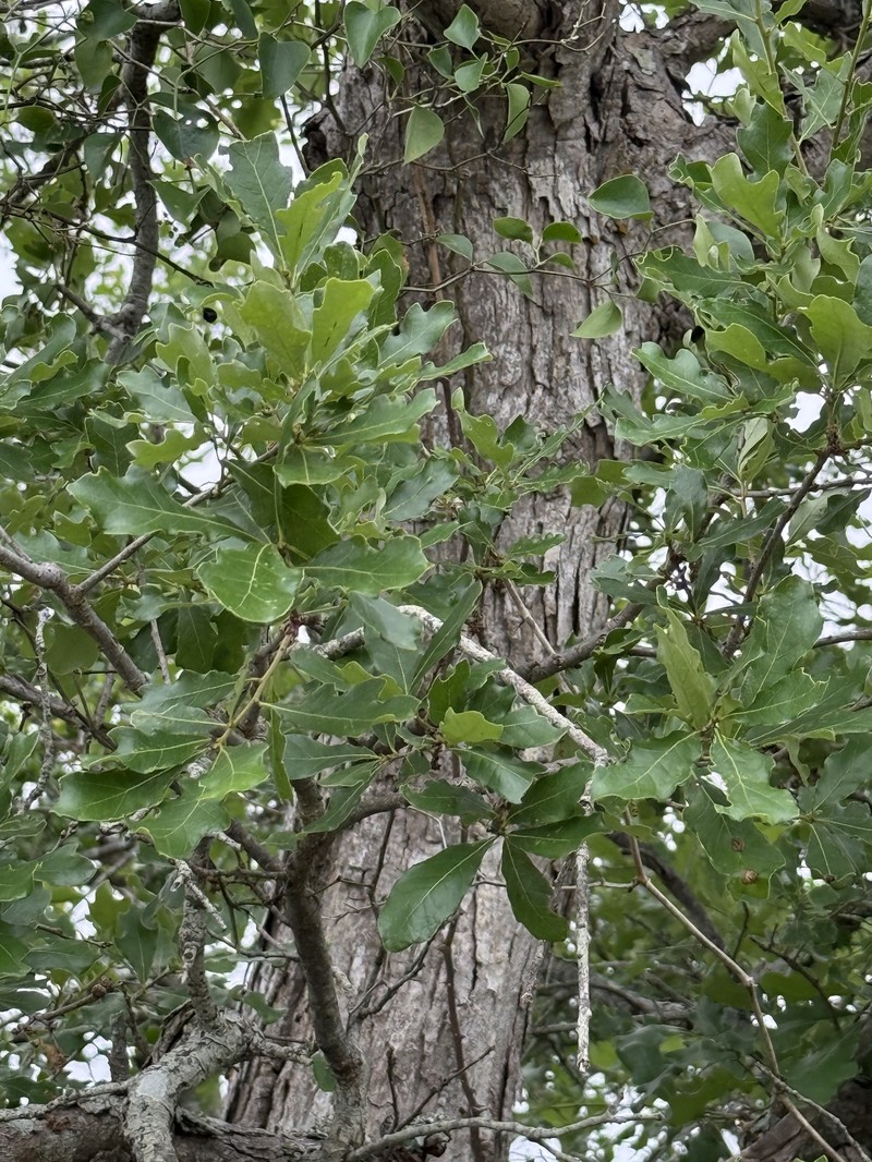 Quercus sinuata var. breviloba photo 7