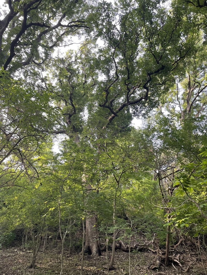 Quercus sinuata var. sinuata