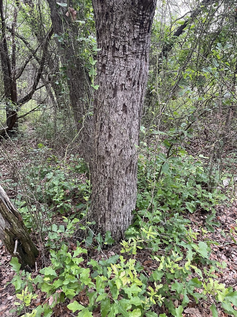 Quercus sinuata var. sinuata photo 2