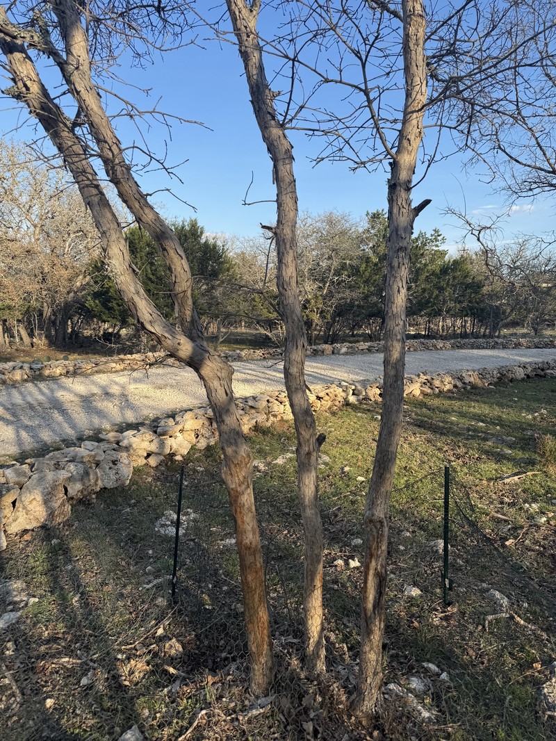 Quercus sinuata var. sinuata photo 3
