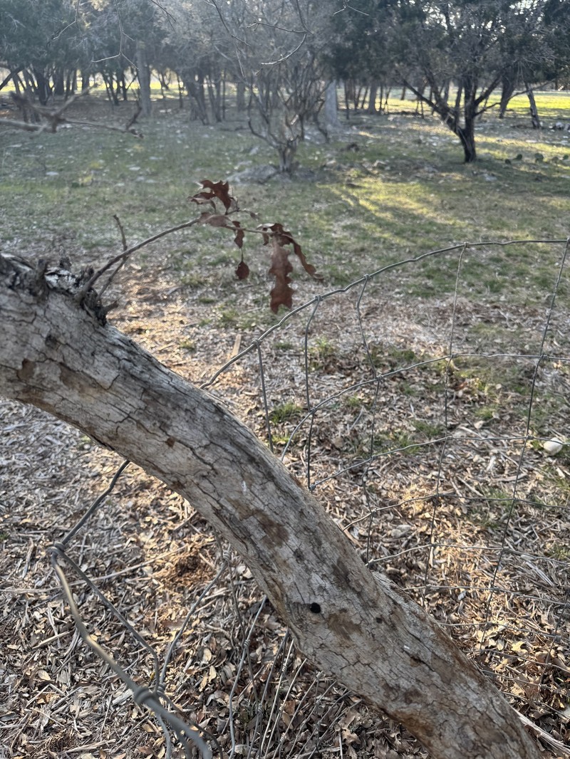 Quercus sinuata var. sinuata photo 4