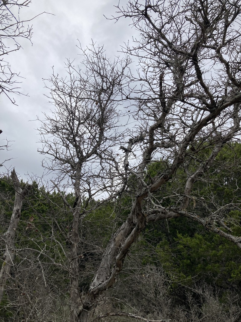 Quercus sinuata var. sinuata photo 5