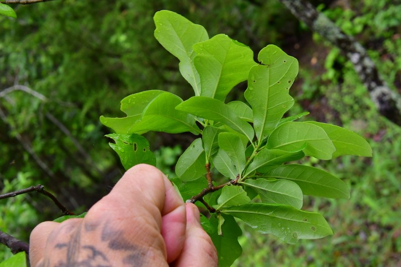 Quercus sinuata var. sinuata photo 6