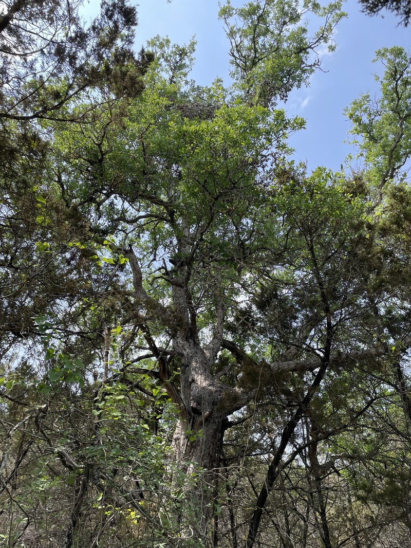 Quercus sinuata var. sinuata photo 7